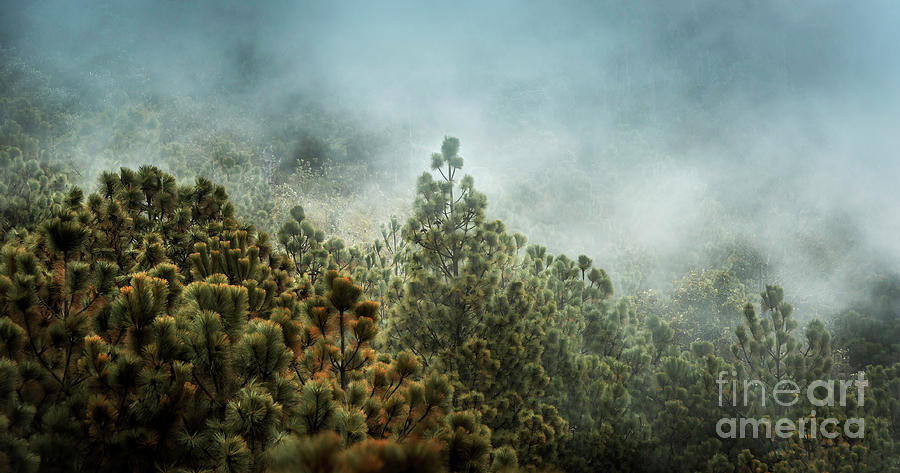 Guatemala Forest Landscape On Acatenango Volcano #1 Photograph by THP Creative