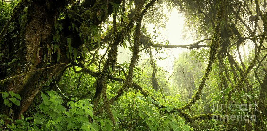 Guatemala Jungle Landscape #1 Photograph by THP Creative