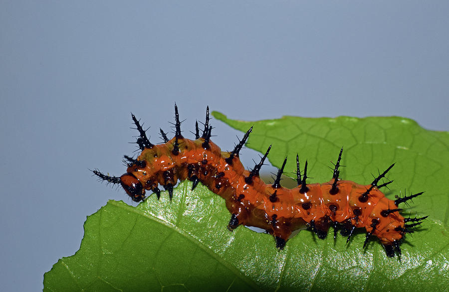 Gulf Fritillary Caterpillar #1 Photograph by Larah McElroy