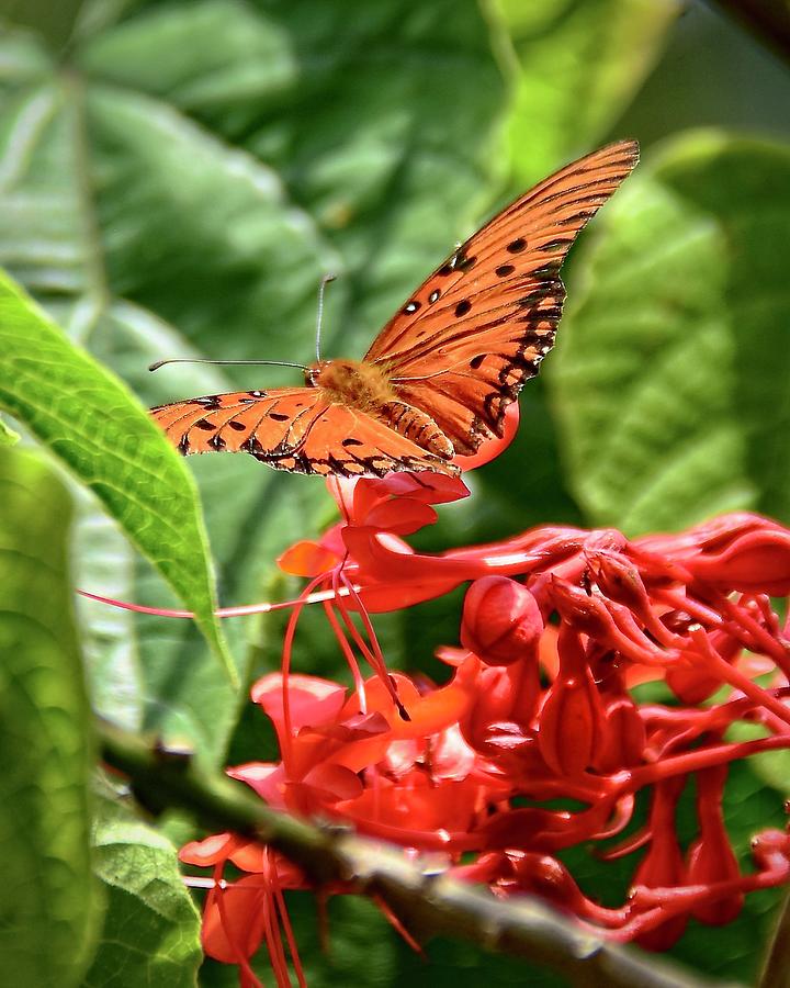 Butterfly Photograph - Gulf Fritillary On Red Pagoda Flower #1 by Carol Bradley