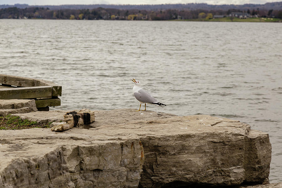 Gull calling over a rock #1 Photograph by SAURAVphoto Online Store