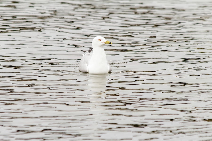 Gull floats on water #1 Photograph by SAURAVphoto Online Store