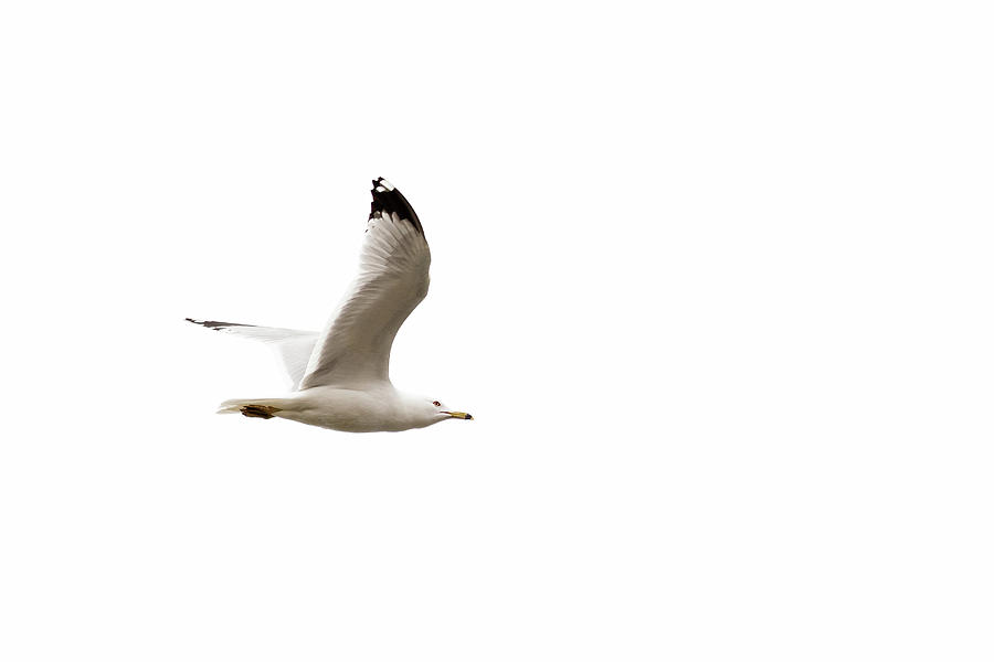 Gull flying #1 Photograph by SAURAVphoto Online Store