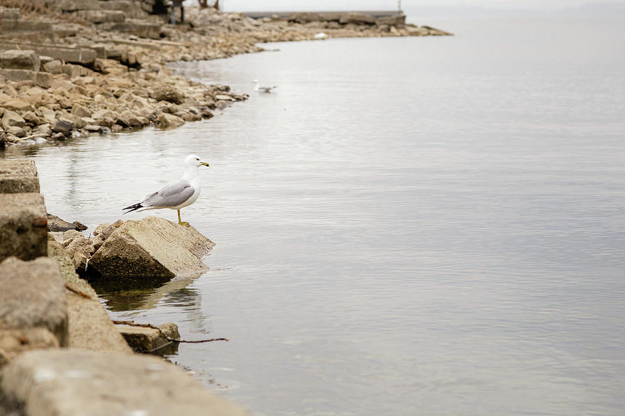 Gull lookout #1 Photograph by SAURAVphoto Online Store