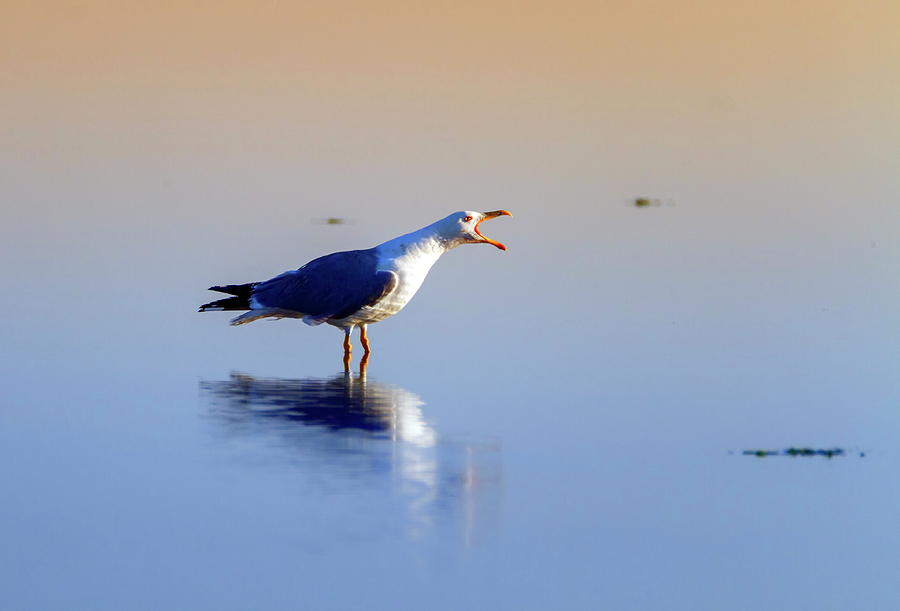 Gull singing on the water, Camargue, France #1 Photograph by Elenarts - Elena Duvernay photo