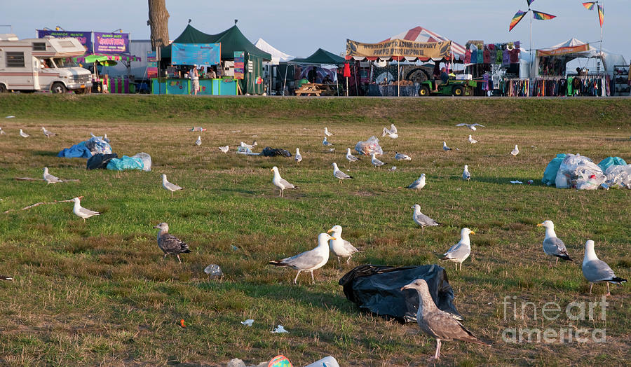 Gulls - Seagulls #1 Photograph by David Oppenheimer