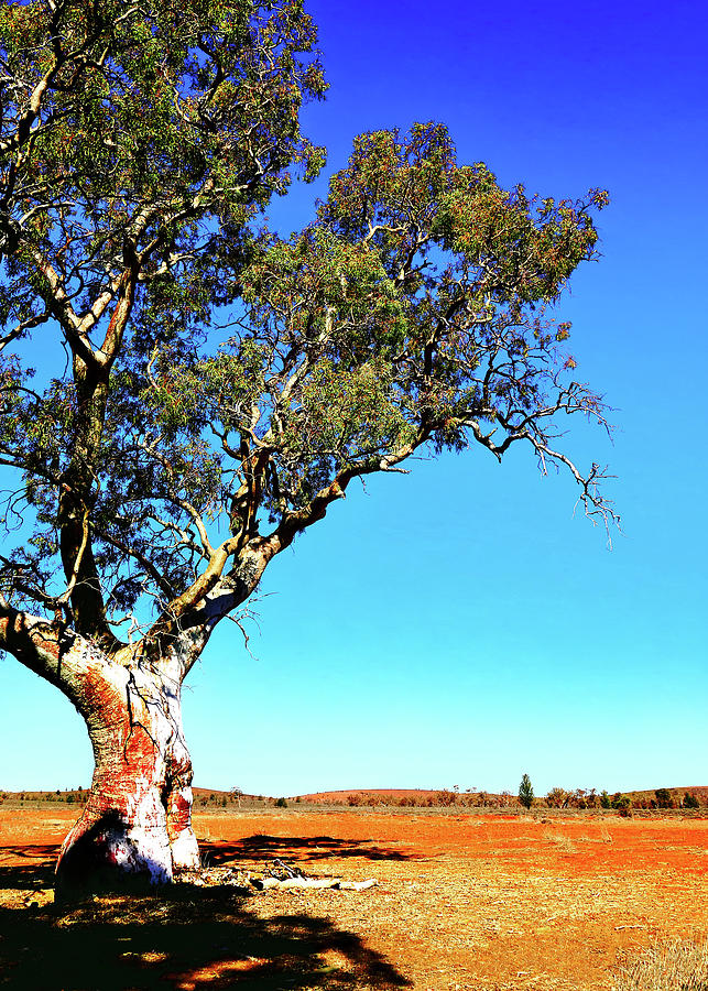 Gum Tree in the Flinders 2 #1 Photograph by Lexa Harpell