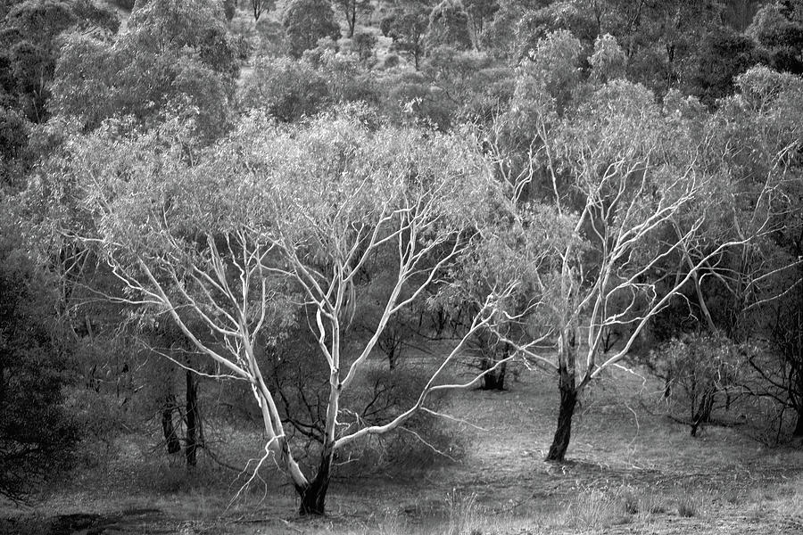 Gum Trees  #1 Photograph by Jerry Griffin