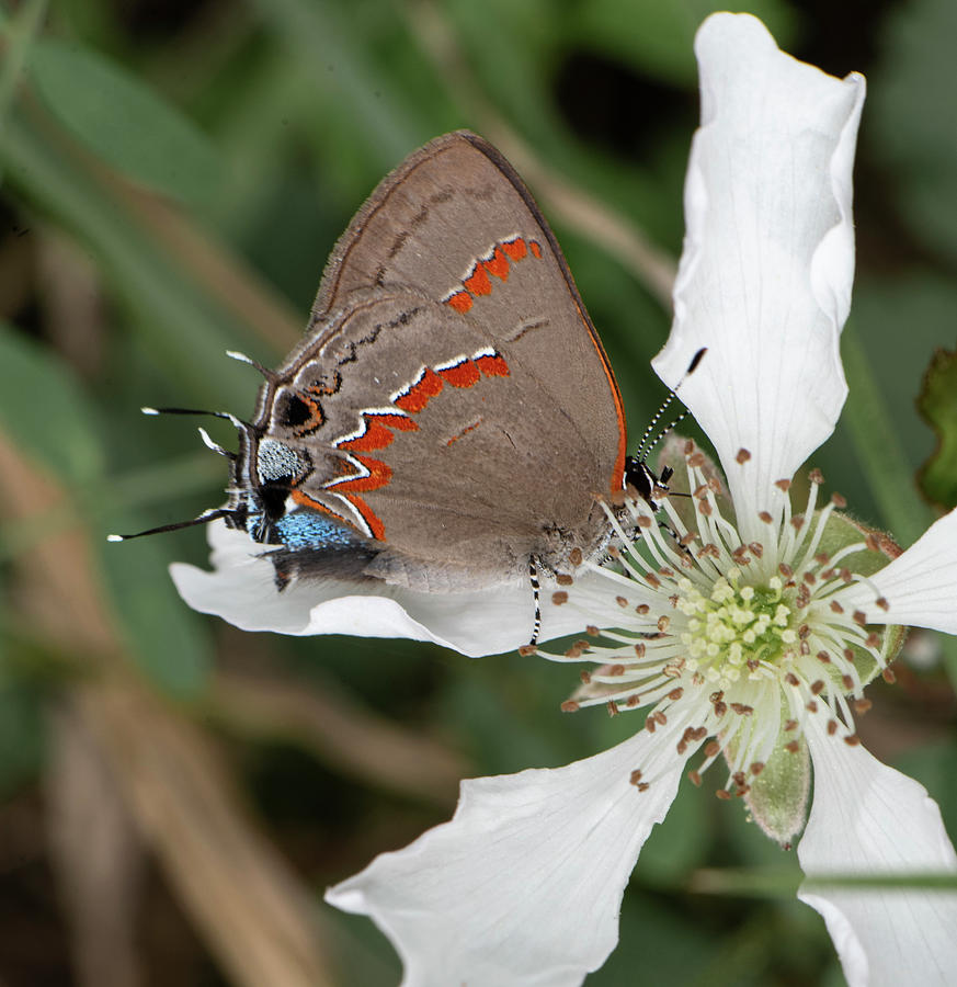 Butterfly Photograph - Hairstreak Butterfly  #1 by Phil And Karen Rispin