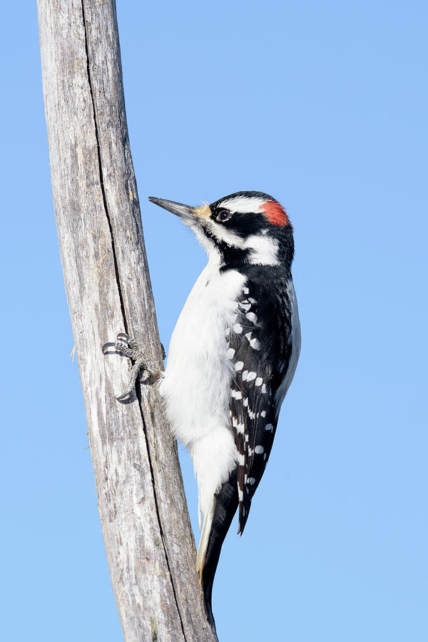 Hairy Woodpecker #1 Photograph by Jan Luit