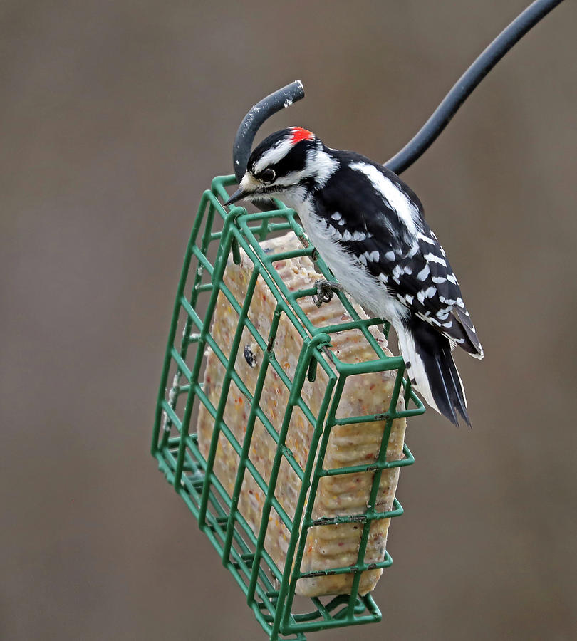 Hairy Woodpecker #1 Photograph by Terry Cork