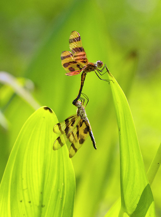 Halloween Pennant Dragonfly 7, celithemis eponina , North Carolina, Photograph, Print #1 Photograph by Eric Abernethy
