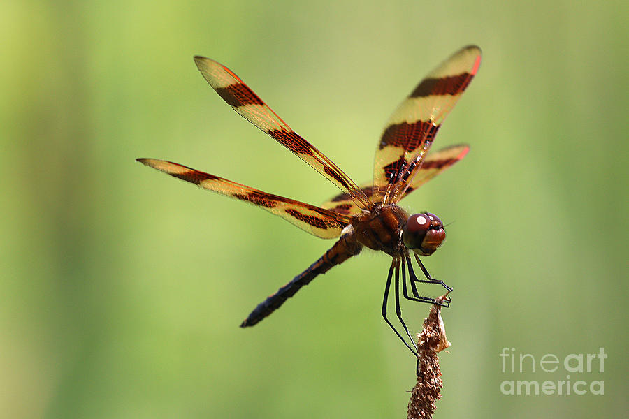 Halloween Pennant Dragonfly #1 Photograph by Tom Doud