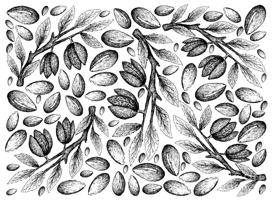 Hand Drawn Of Argan Seeds And Almonds Background Drawing