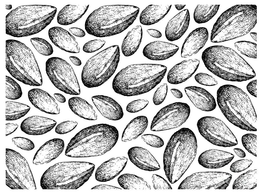 Hand Drawn of Argan Seeds on White Background Drawing by Iam Nee - Fine ...