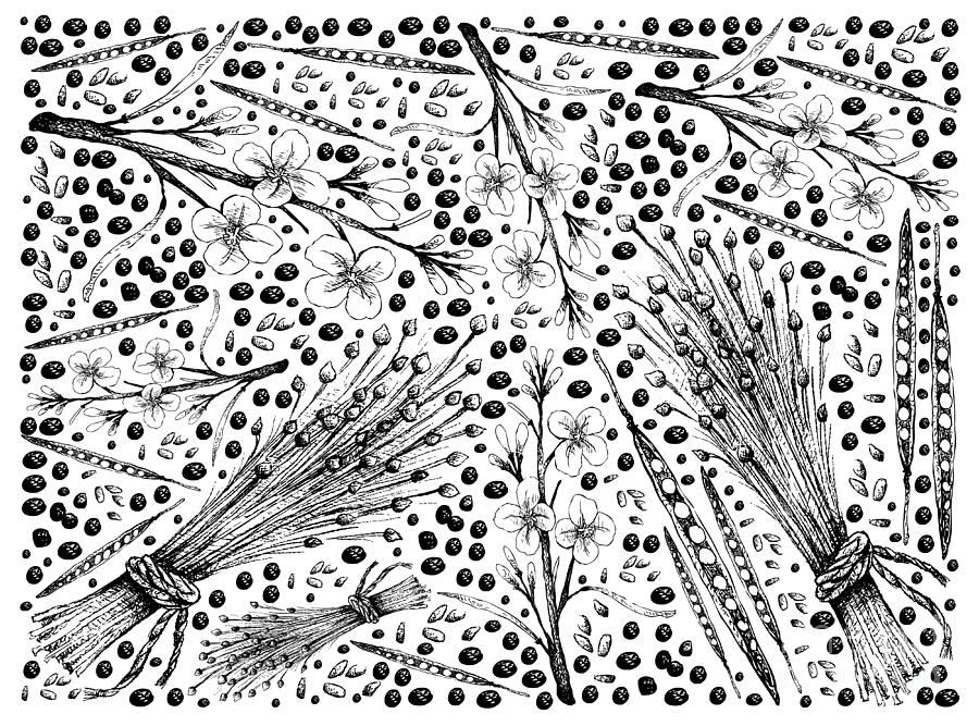 Hand Drawn of Canola and Flax Seeds Background Drawing by Iam Nee - Pixels