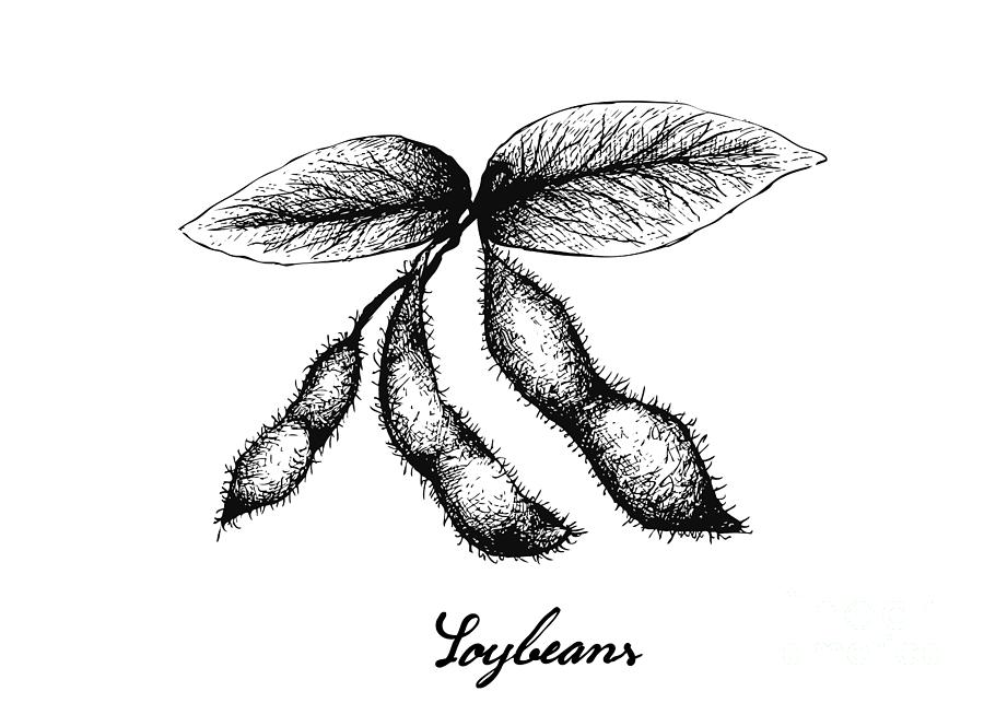 Soy and bean pod vegetable sketch of legume crops Soy and common bean  vegetable sketch of legume crops green and brown pods  CanStock