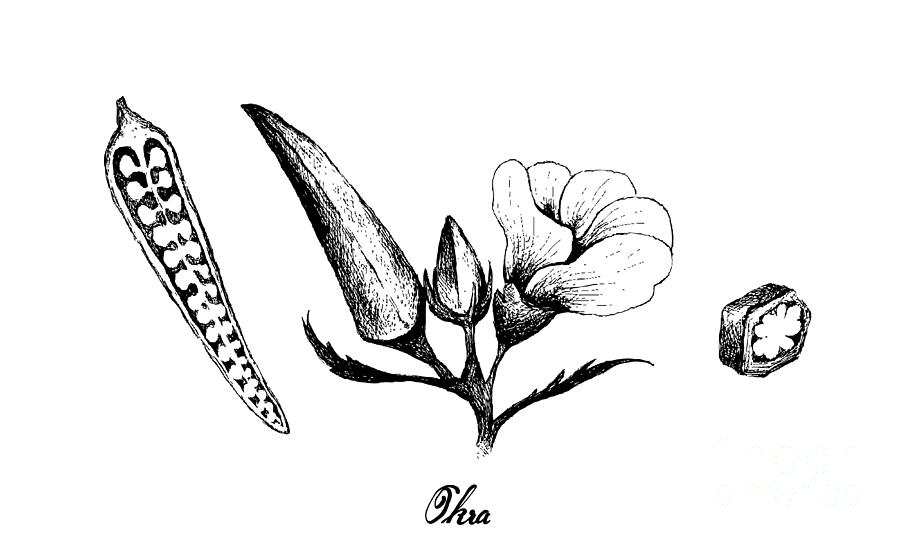 okra plant drawing