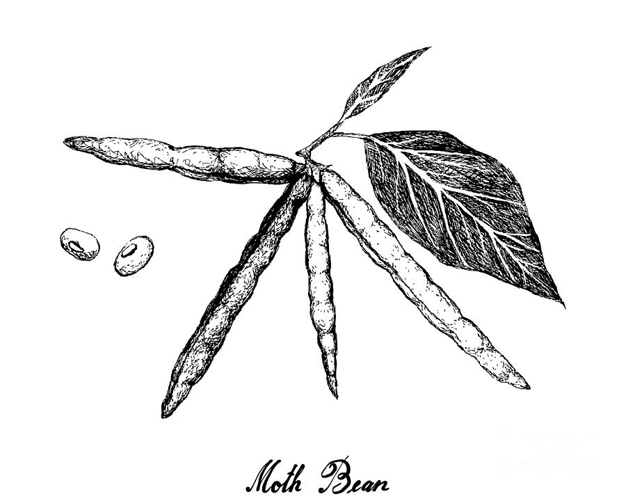 bean plant drawing