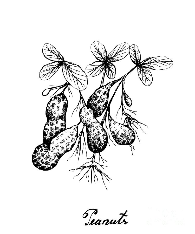 Hand Drawn of Peanuts Plant on White Background Drawing by Iam Nee