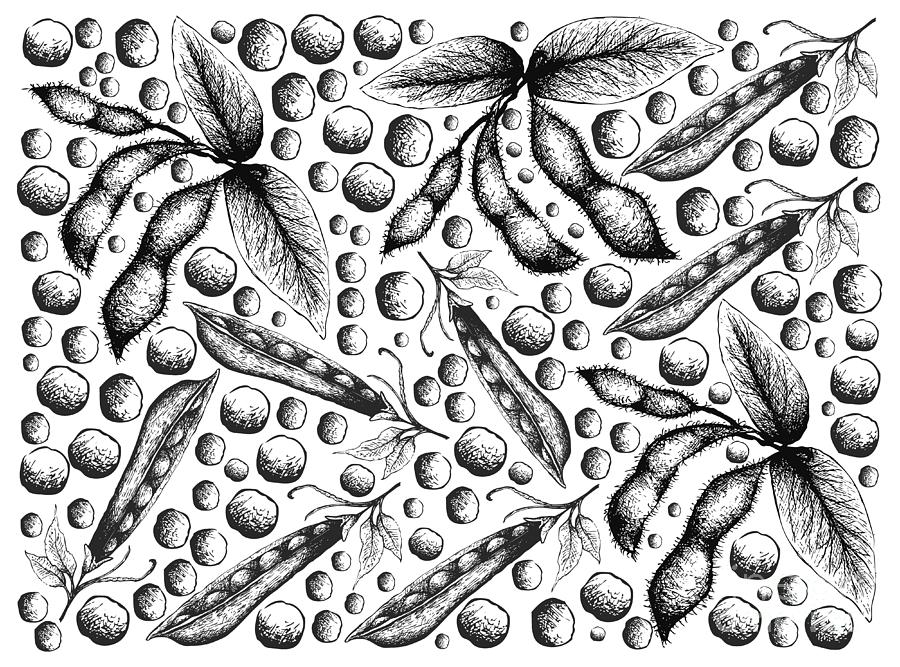 Premium Vector | Hand drawn soybeans illustration set