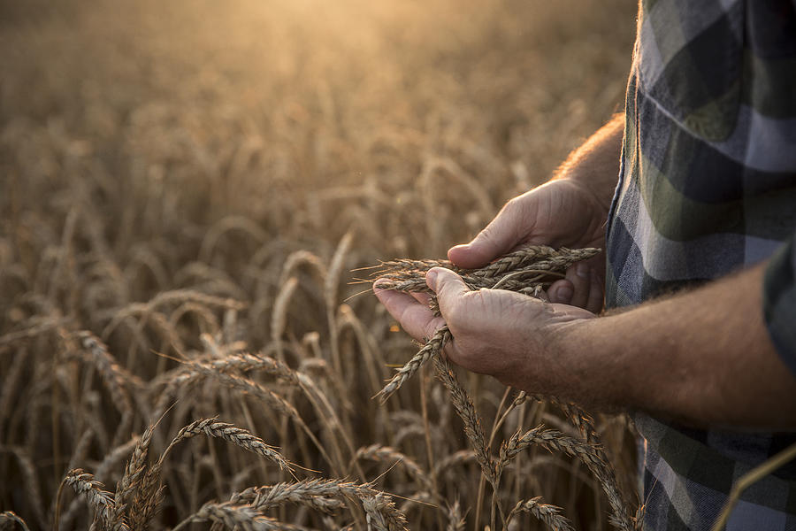 Hands of Caucasian man examining wheat in field #1 Photograph by John Fedele