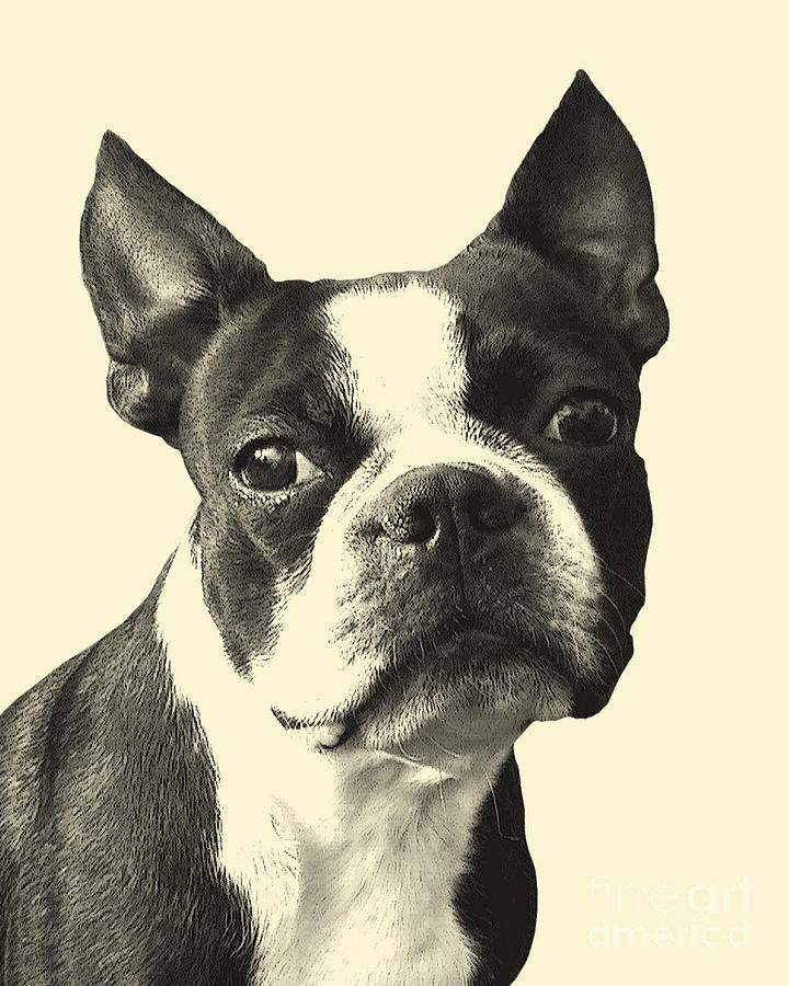 Dog Digital Art - Handsome Boy #1 by Madame Memento