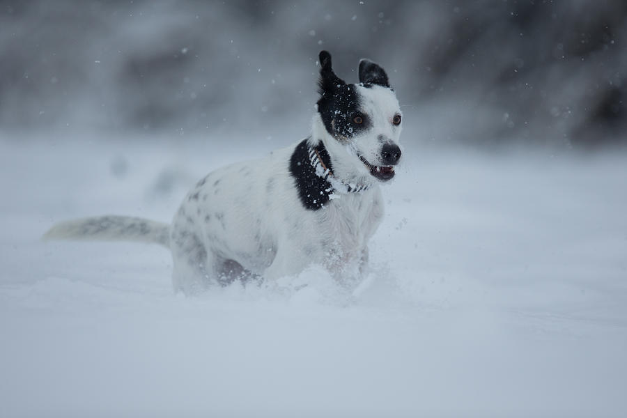 Happy crossbreed dog running in snow, Switzerland #1 Photograph by Brigitte Blättler