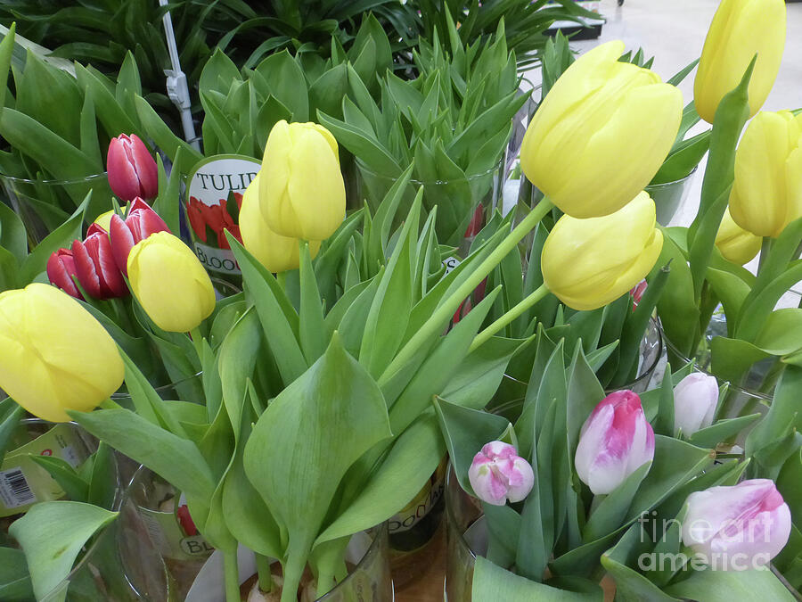 Tulip Photograph - Happy Easter #1 by Kim Lilly-Bernau