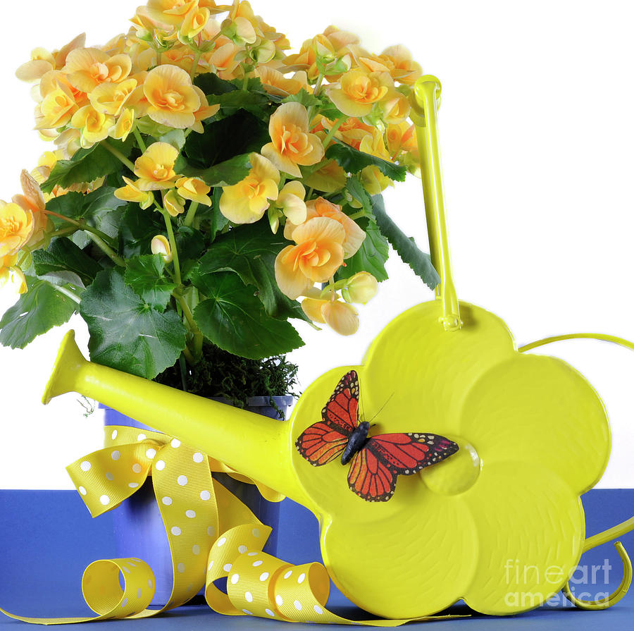 Happy Mothers Day beautiful yellow Begonia potted plant gift with yellow flowers #1 Photograph by Milleflore Images
