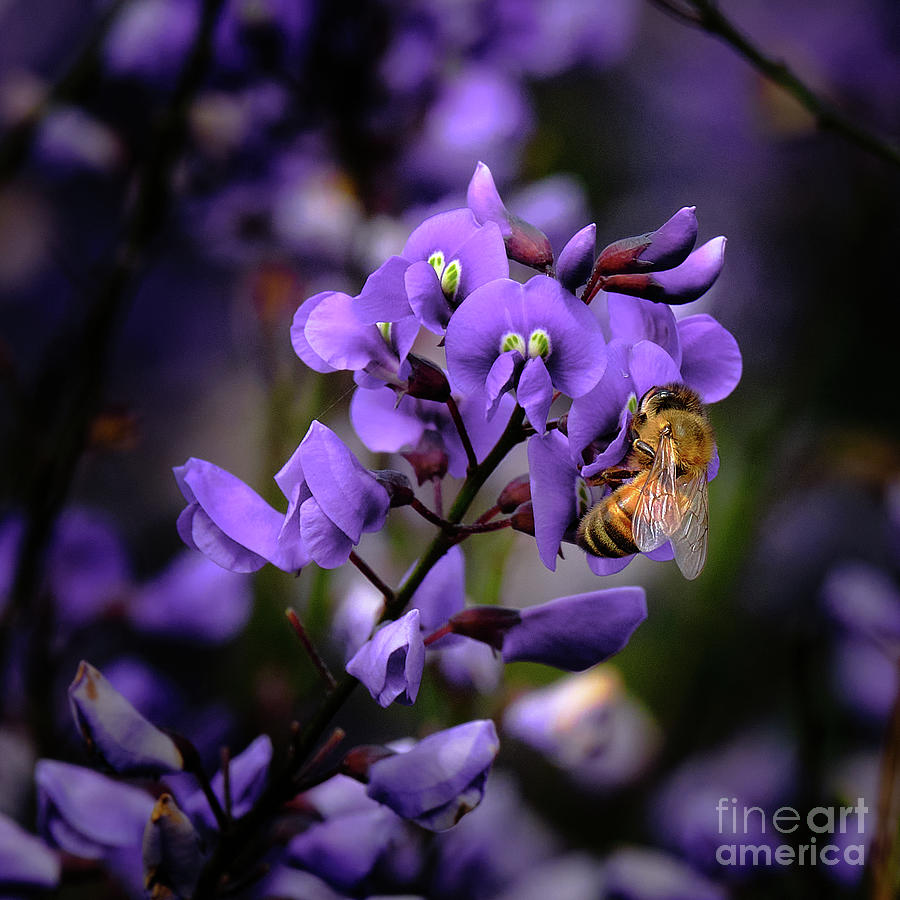 Nature Photograph - Happy Pollinator On Happy Wanderer by Neil Maclachlan