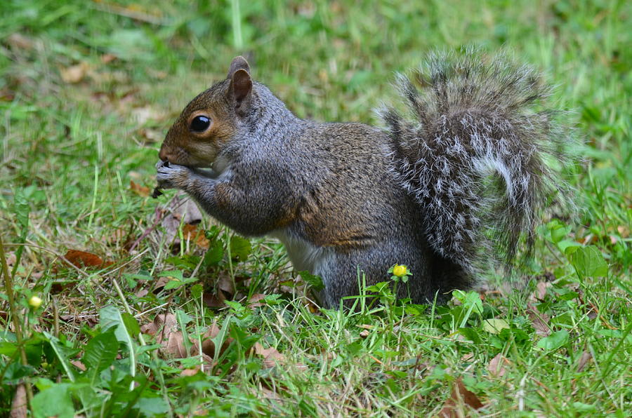 Happy Squirrel Photograph by Reginald Miller