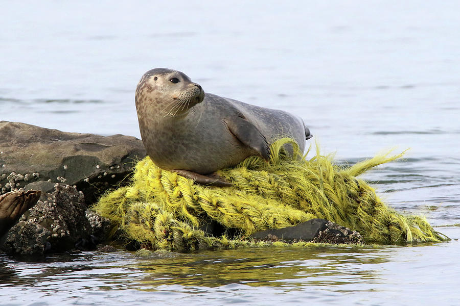 harbor seal new york