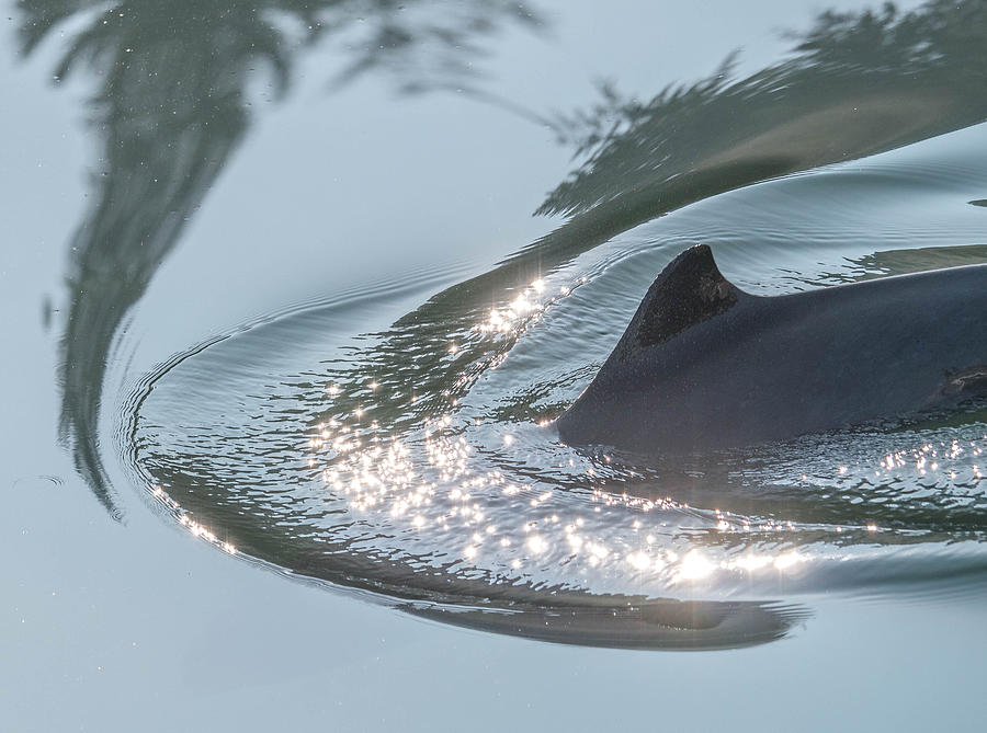 Harbour Porpoise #1 Photograph by Will LaVigne