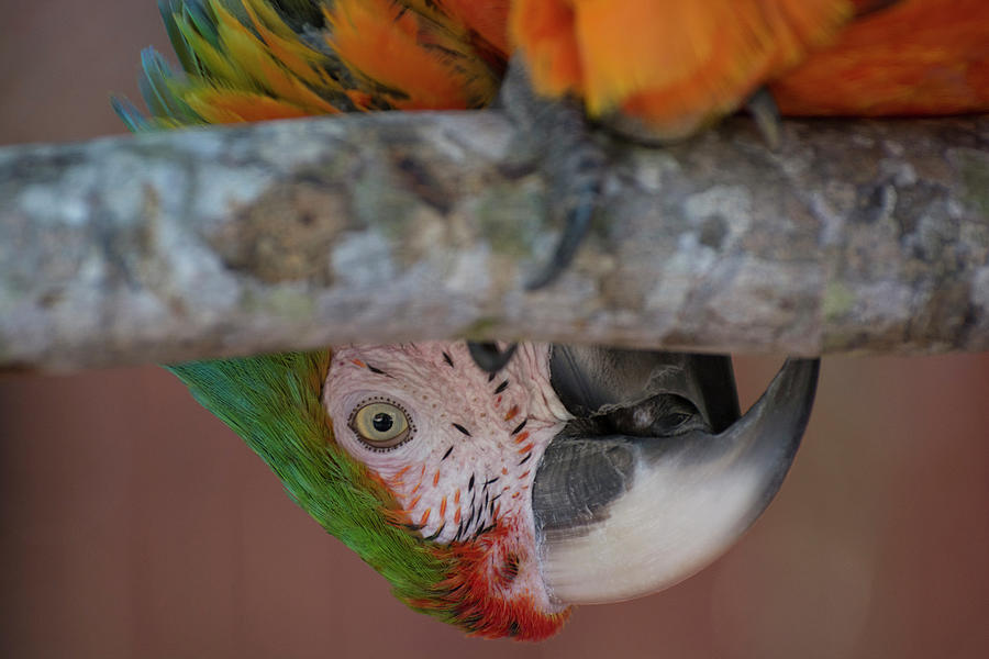 Harlequin Macaw Photograph by Carolyn Hutchins