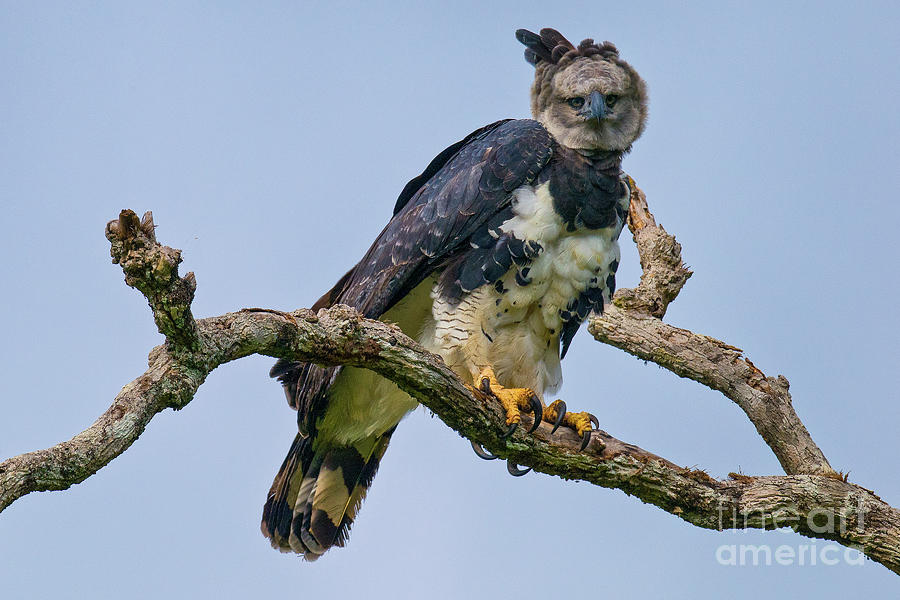 Bird Photograph - Harpy Eagle #1 by Robert Goodell