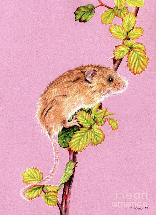 Mouse Drawing - Harvest mouse #1 by Sarah Stribbling