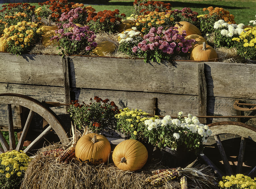 Harvest Pumpkins, Chrysanthemums And Antique Farm Wagon #1 Photograph by Dszc
