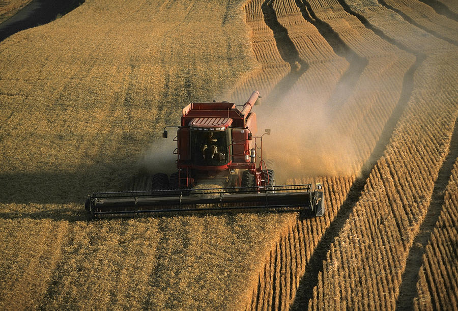 Harvesting golden wheat, Washington state #1 Photograph by Glowimages