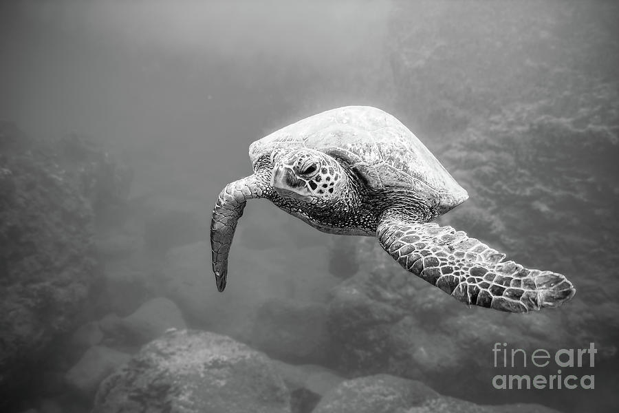 Hawaii Green Sea Turtle Swimming Underwater #1 Photograph by Paul Topp
