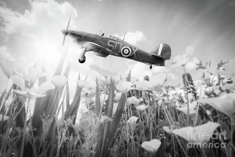Hawker Hurricane flying over poppies in spring Photograph by Simon Bratt