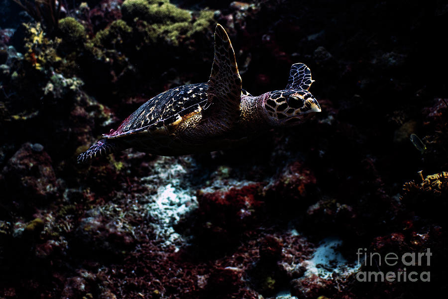 Hawksbill Sea Turtle Photograph