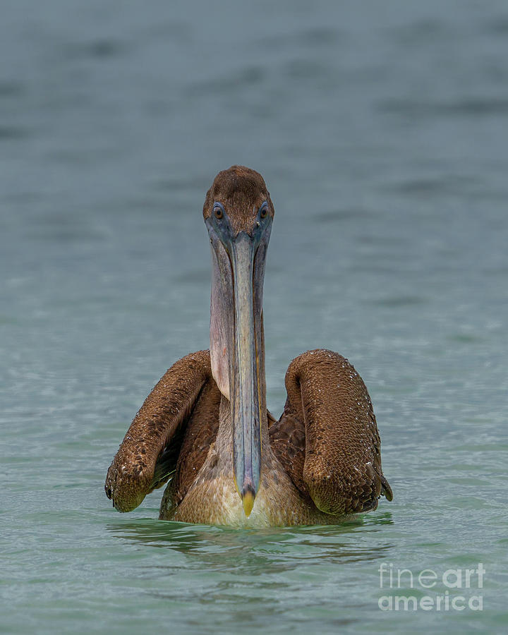 Head-on with Brown Pelican #1 Photograph by Nancy Gleason