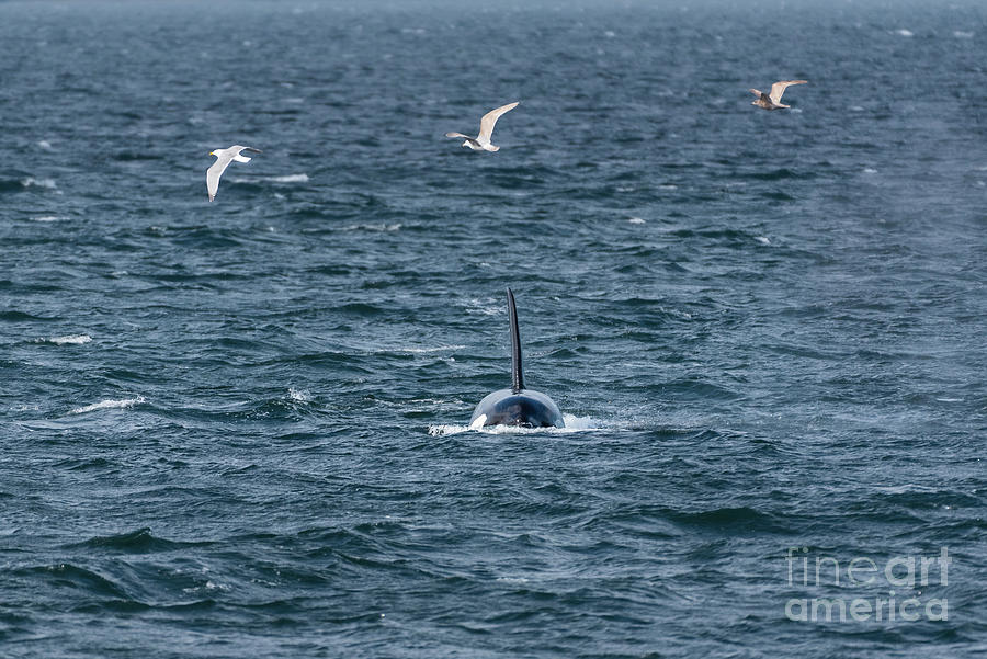 Spring Photograph - Head On with Orca #1 by Nancy Gleason