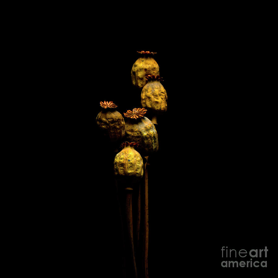Nature Photograph - Heads of oriental poppies on a black background #1 by Bernard Jaubert