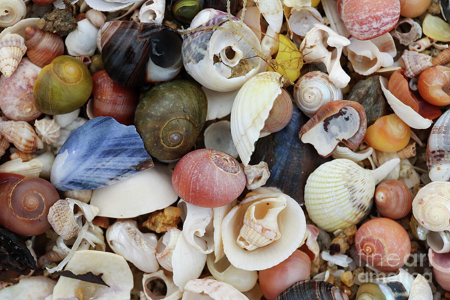 Heap Shells Of Molluscs On The Beach At Low Tide Photograph