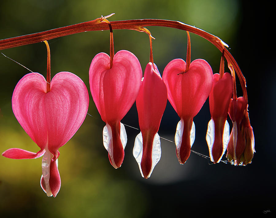 Hearts II Photograph by Doug Gibbons