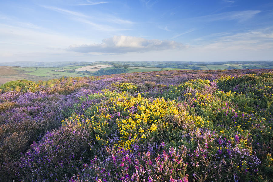 Heather and Gorse on Great Hangman. Exmoor National Park. Devon. England. #1 Photograph by James Osmond