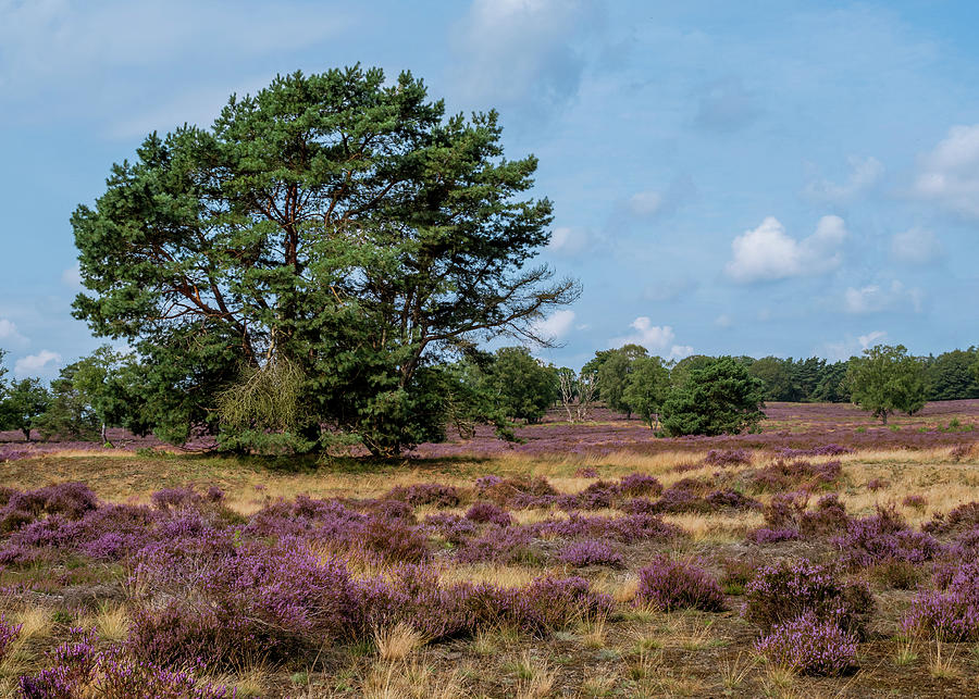 Heathland with trees early in the morning #1 Photograph by Tosca Weijers