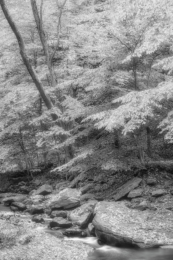 Hedden County Park NJ BW #1 Photograph by Susan Candelario